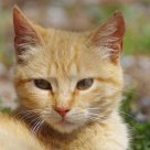 Chat au soleil
