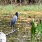 Little Blue Heron