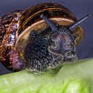 SNAIL