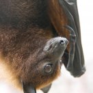 Megabat