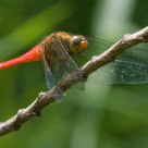Sympetrum vulgatum