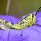 Cricket