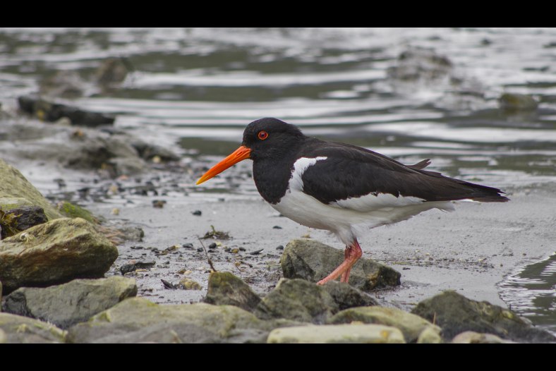 Eurasian Oystercatcher (Haematopus ostralegus) 
