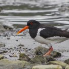 Eurasian Oystercatcher (Haematopus ostralegus) 