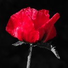 Papaver