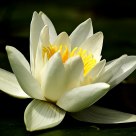 Nymphaea