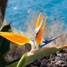 Strelizia