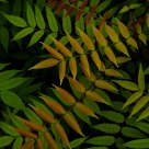 Shadows of leaves