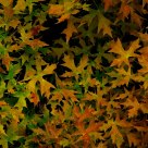 Shadows of leaves