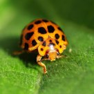 Ladybug