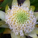 White Waratah