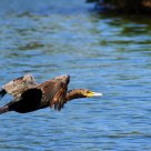Flying Cormorant