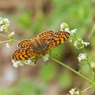 Mariposa