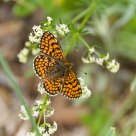 Mariposa
