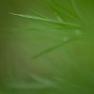 Simply Green
