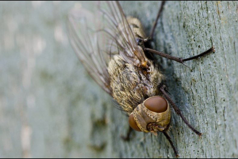 Fly