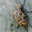 Fly