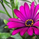 Aster