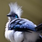 White Cheeked Turaco