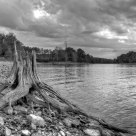 Stump at Patoka Lake