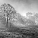 Tree in Early Morning Light