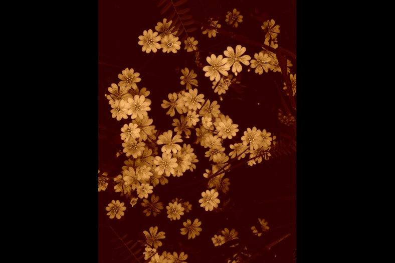 Wildflowers