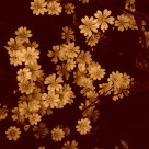 Wildflowers