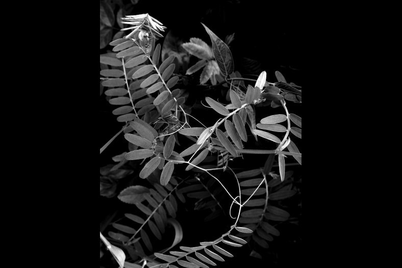 Curvilinear