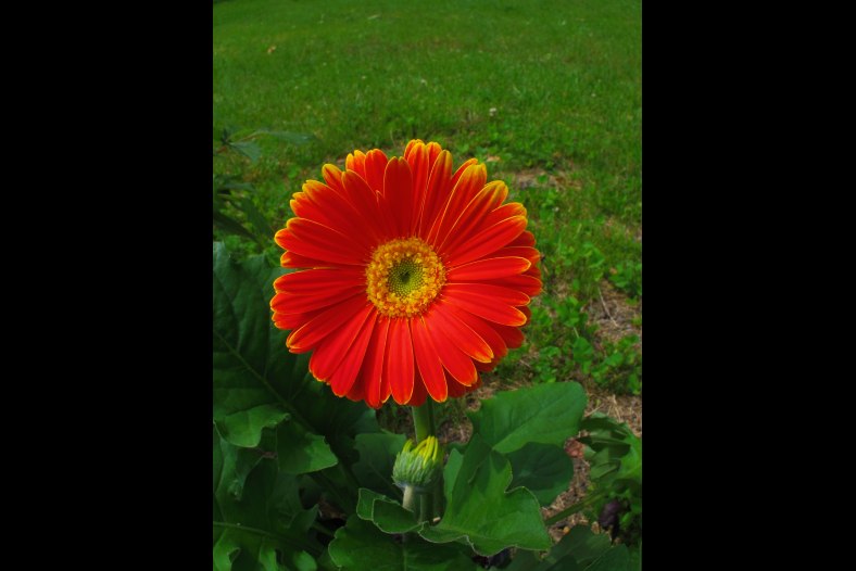 Gerber Daisy
