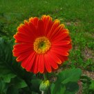 Gerber Daisy