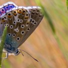 Mariposa II