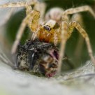 Funnel Spider