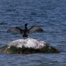 Cormorant enjoying the sun