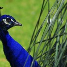 Herbs and Peacock