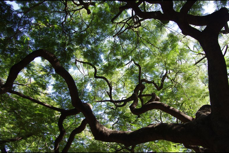 Branches