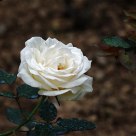 White Rose