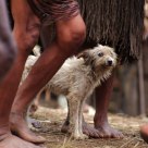 Snowy from Baliem Valley - Papua