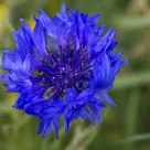 Blue flower