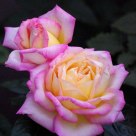 Rose Flowers with High ISO