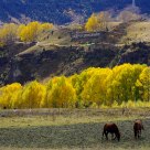 Field in autumn