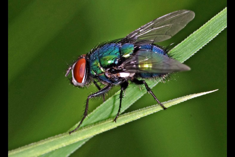 THE FLY
