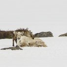 Very young reindeer with its mother 