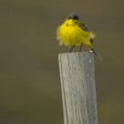Yellowhammer in strong wind / Emberiza citrinella