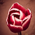 The Red Tulip