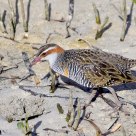 Among the Mangroves