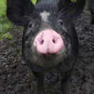 No i'am not miss Piggy!