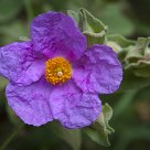 Natural flower