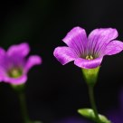Lavender Sorrel