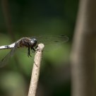 Libellula