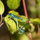 Libellule in accoppiamento